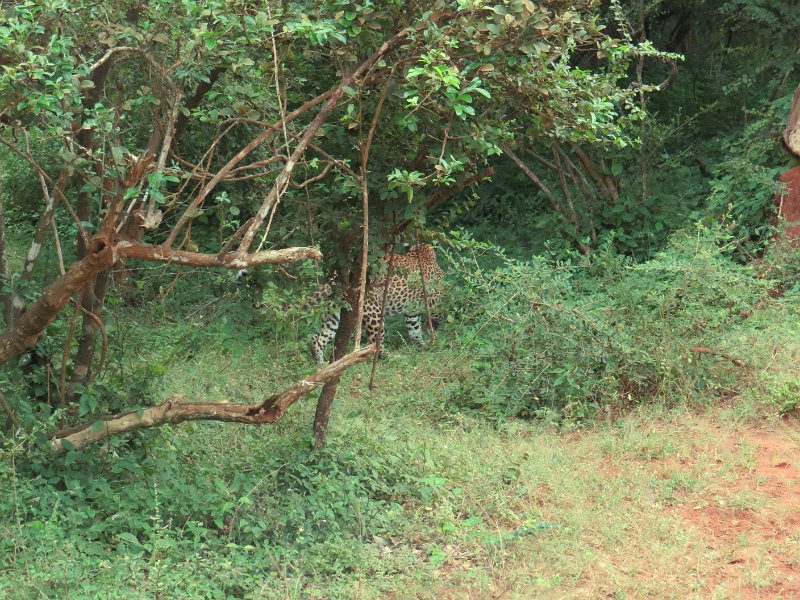 G (129) Leaopard - Yala NP.JPG